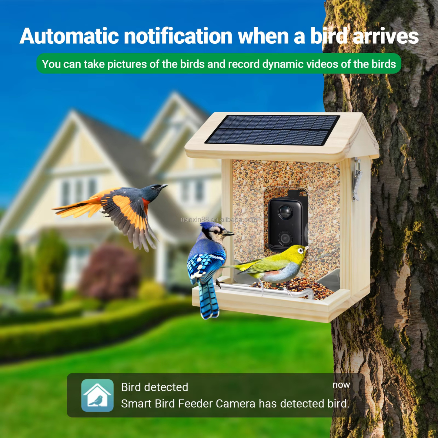 Best Smart Bird Feeder Camera made from premium pine wood attracting colorful wild birds in a peaceful garden environment.
