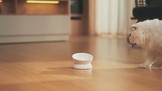 Smart Pet Feeder with Camera & App Control – Automatic Pet Feeding System for Cats & Dogs